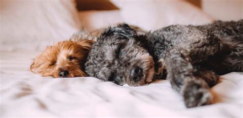 hotéis que aceitam animais porto